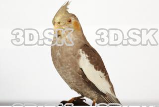 Cockatiel - Nymphicus hollandicus 0006